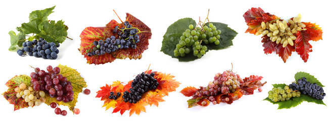 Autumn grape harvest set