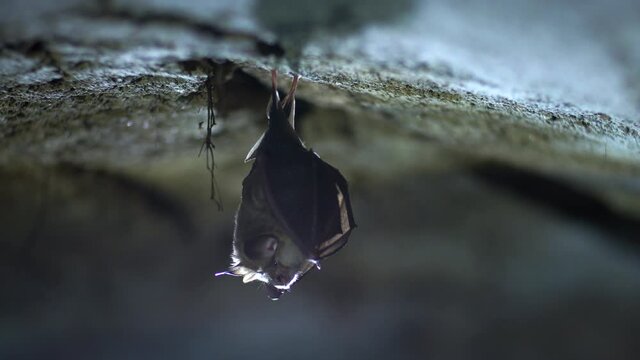 Close up small awake horseshoe bat staring and hanging upside down on top of cold natural rock cave taking off awakened just after hibernation. Wildlife take. Creatively illuminated blurry background