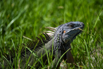 Closeup of green iguana. Lizard basking in the sun South Florida.