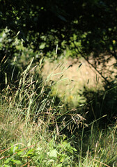 Green grass and trees in nature in summer