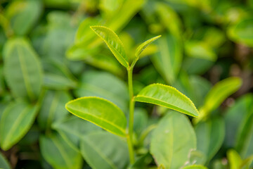 Fototapeta na wymiar Green tea bud and fresh leaves