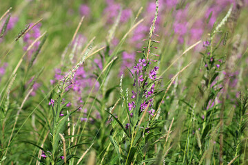 Green grass and trees in nature in summer