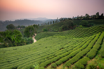 The tea plantations background in morning light