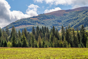 meadow with coniferous trees on a background of high mountains. Summer season.