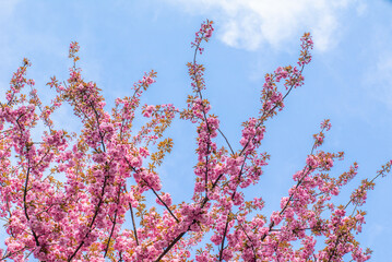 sakura flower on sky background. plant species.