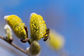 bee collects pollen on a yellow spring flower. willow branch with yellow spring flowers. delicate willow flowers in spring. Active work of bees to collect pollen. lot of pollen and nectar. close-up