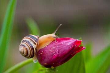 A magical snail creeps on the red tulip. A small snail is on the flower with beautiful green background. Spring is time of love. snail on a tulip in the garden, close-up nature
