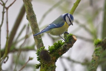 Blaumeise