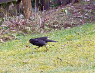 Amsel auf der Flicht