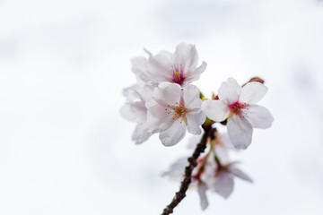 白い桜数輪、白い空バック