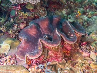 Giant clam (Tridacna gigas) are the largest living bivalve mollusks on a tropical coral reef near Ligpo Island in Anilao, Batangas, Philippines.  Underwater photography and marine life.