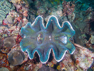 Giant clam (Tridacna gigas) are the largest living bivalve mollusks on a tropical coral reef near Ligpo Island in Anilao, Batangas, Philippines.  Underwater photography and marine life. © alonanola