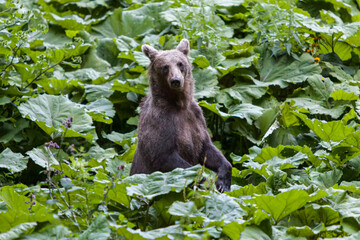 Wild Brown Bear in Transylvania, Romania