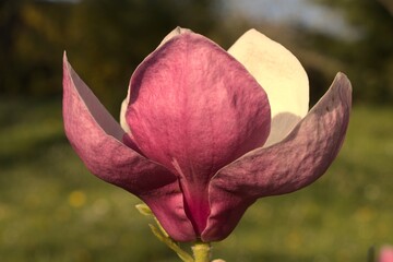Fototapeta premium Magnolia pink flower 
