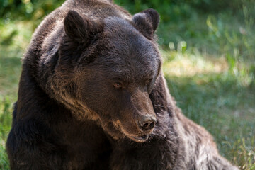 Brown Bear in Romania