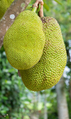 closeup of growing jackfruit on tree in garden with blurred and bokeh background