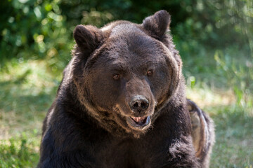 Brown Bear in Romania