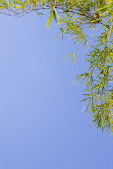 Summer background with Bamboo leaves and clear blue sky background, Tree leaves and clear blue sky background.