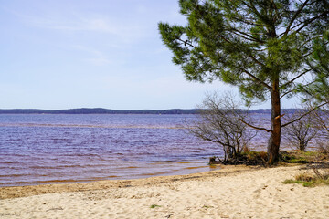 Lacanau lake sand wild beach with tree calm water in gironde france