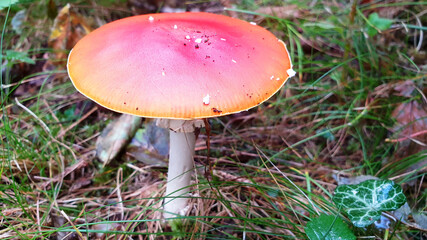 Red mushroom amanita muscaria grows in green grass. Panorama.