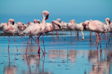 Close up of beautiful African flamingos that are standing in still water with reflection.