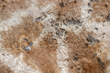 african bont tick and scars on giraffe closeup