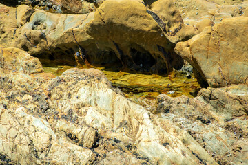 Rockpool with sea snails, Tomakin Beach, NSW, Australia