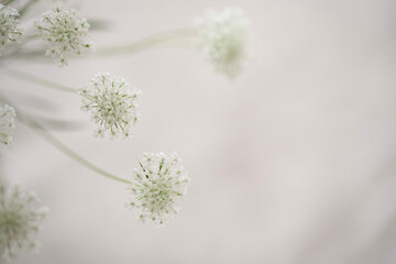 ホワイトレースフラワー