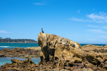Cormorant perched on outcrop, Tomakin, NSW, Australia