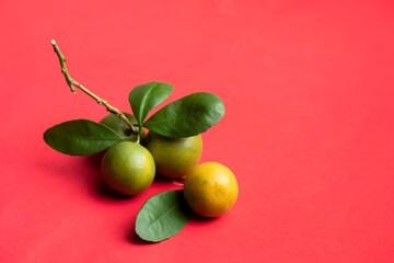 Branch of oranges fruit on red background