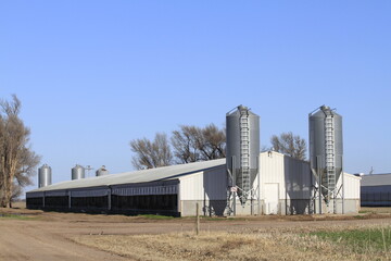 Fototapeta na wymiar Kansas Pig Farm with the grain bins on the ends of the building with blue sky and green grass that's south of Sterling Kansas USA that's bright and colorful.
