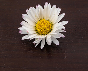 Fototapeta na wymiar daisy flower isolaetd on dark wooden background