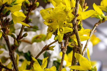 Flowers of yellow Forsythia. Early spring yellow flowers and buds on the tree branch. Blurry background.