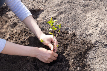 Ecology concept. Human hands are planting young green tree sapling in a soil