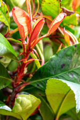 Shot of Photinia serratifolia with red and green leaves on tree.Close-up. Blurry background.