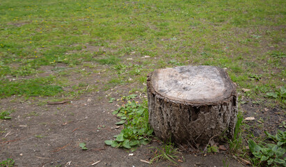 front view, cut round tree trunk on grass ground