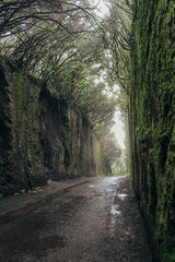 Obraz premium fabulous tunnel in the Rural Park Anaga in Tenerife, Canary Islands