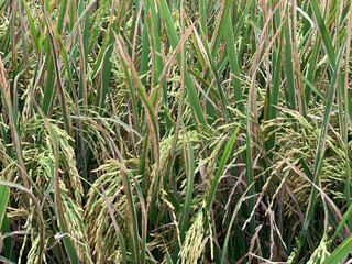Rice or paddy field in Java, Indonesia.