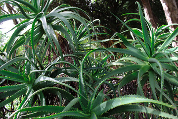 Green aloe vera plant in a botanical garden