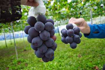 山梨で秋の味覚ぶどう狩り