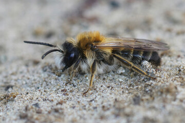Closeup of a male  Grey-patched mining bee, Andrena nitida, on sandy soil
