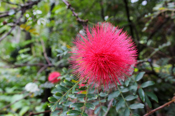 Red powder puff flower from Botanical garden Puerto de la Cruz Tenerife Spain.