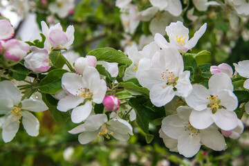 Blüte des Apfelbaums im Frühling.