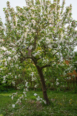 Fototapeta na wymiar Blüte des Apfelbaums im Frühling.