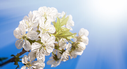 Nature background concept. White flowers on trees in the rays of sunlight