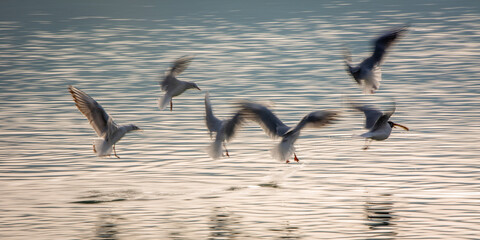 Birds in motion