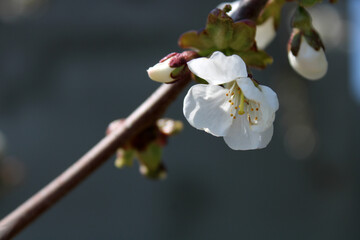 spring cherry blossom 
