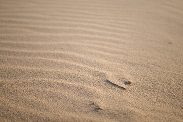 Fototapeta na wymiar 砂・砂浜・砂の模様 ～ 一本の小枝