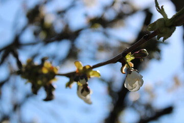 spring cherry blossom