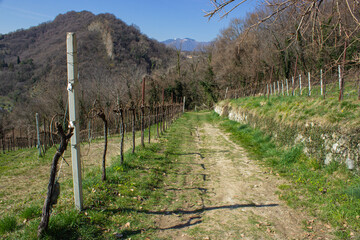 Obraz premium Path in the middle of the Prosecco hills. Dirt path that passes alongside the vineyard. Sunny spring day. Trees without leaves
